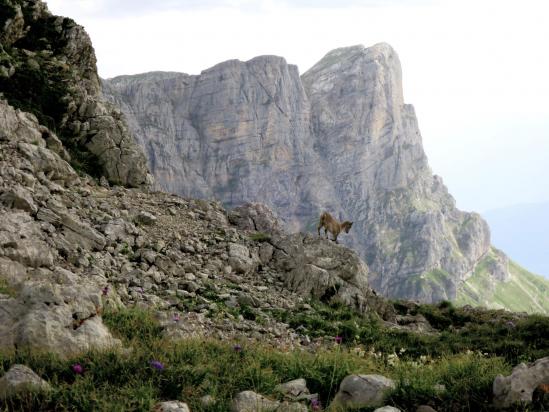 Jeune bouquetin à l'approche du Pas de la Balme