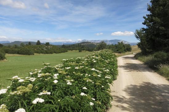 Sur la piste de Rimon