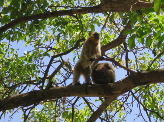 La colonie de singes de Setti Fadma