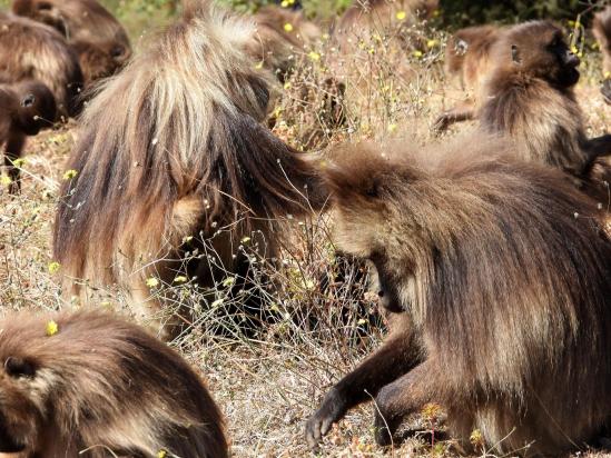 Une famille de singes Gélada