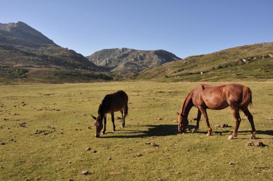 Chevaux sur le Pianu Campotile