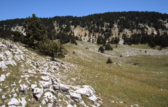 Sur le plateau du côté de la bergerie du Roi