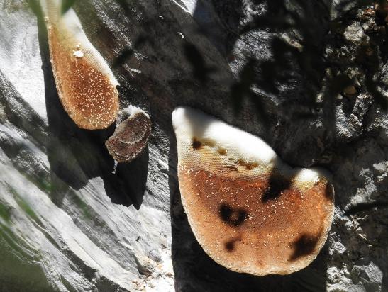 Essains des abeilles noires de l'Himalaya accrochés aux falaises verticales