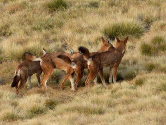 A Geech, une horde de loups d'Abyssinie (1% du cheptel mondial supposé sur la photo...)