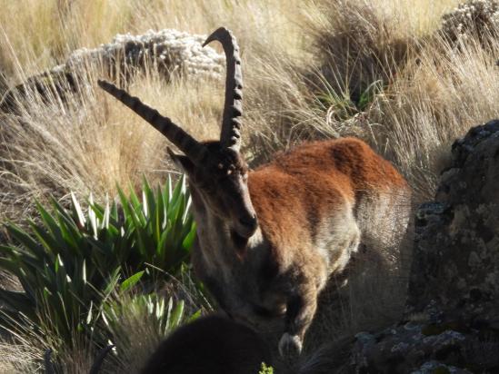 Un ibex waliya du côté du Ras Bwahit