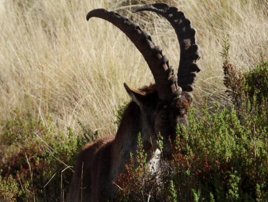 Sur le chemin du Ras Bwahit, rencontre avec un groupe d'ibex waliya