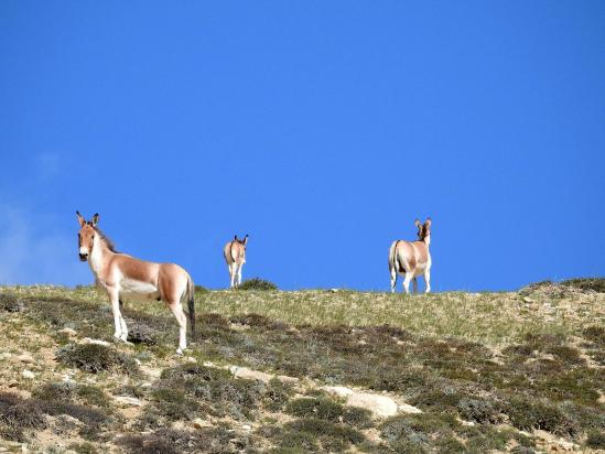 Au coeur de la bien nommée vallée des kiangs