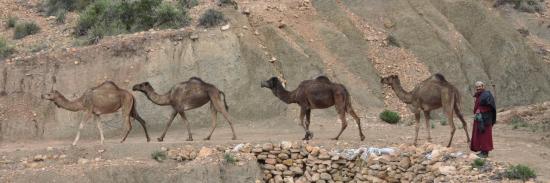 Caravane de dromadaires du côté de Tabayat