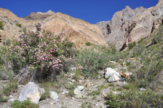 Dans la vallée de Lanak