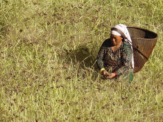 Une femme Chantyal récoltant le millet dans les champs entre Malampar et Malkabang