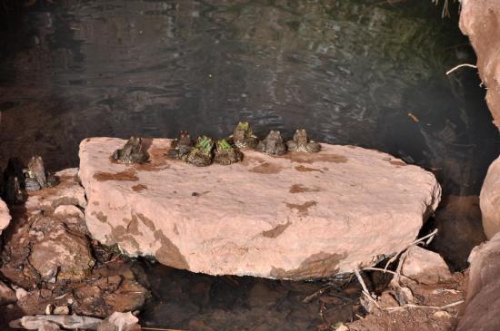 Un peu de monde sur le plongeoir de la piscine municipale d'Aghbalou...