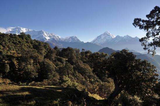 Gurja himal et Dhaulagiri 1 depuis le plateau du Jalja La (Jour 3)