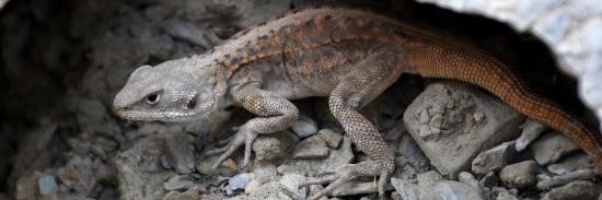 Lézard ladakhi