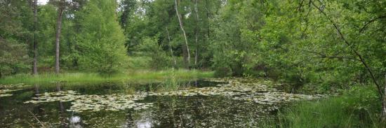 La mare à Piat (Forêt de Fontainebleau)