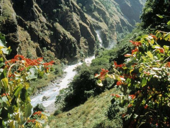 Végétation tropicale du les coteaux de la Marsyangdi khola du côté de Chyamje