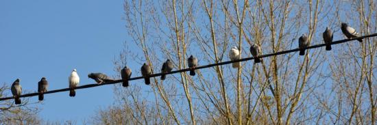 Pigeons sur un fil